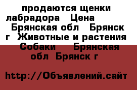 продаются щенки лабрадора › Цена ­ 5 000 - Брянская обл., Брянск г. Животные и растения » Собаки   . Брянская обл.,Брянск г.